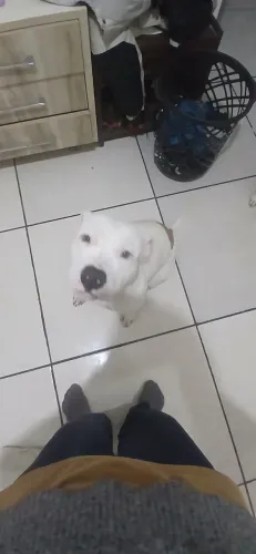 Pitbull 1 de idade
