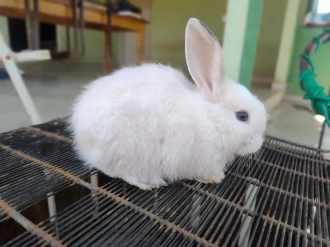 Coelho Mini Pet