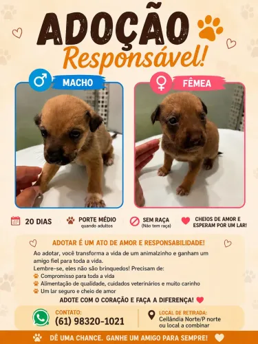 Doação de cachorrinhos 