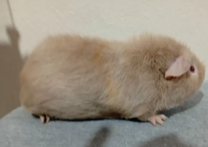 Porquinho da índia Teddy