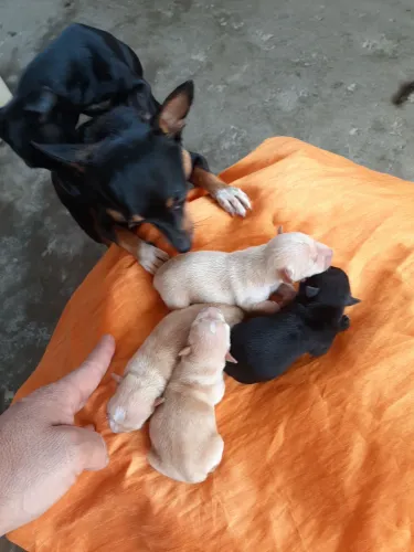 Filhote Pinscher