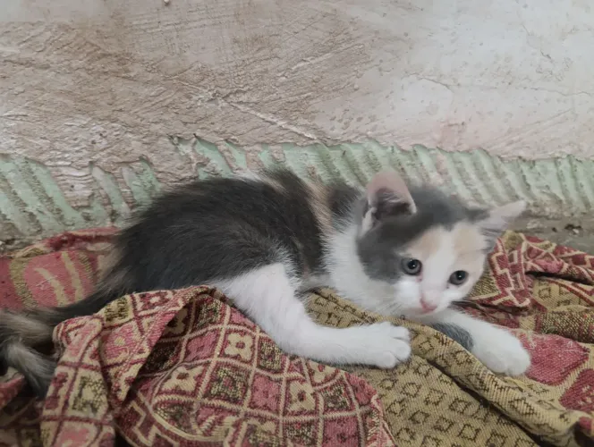 Gatinha linda para adoção