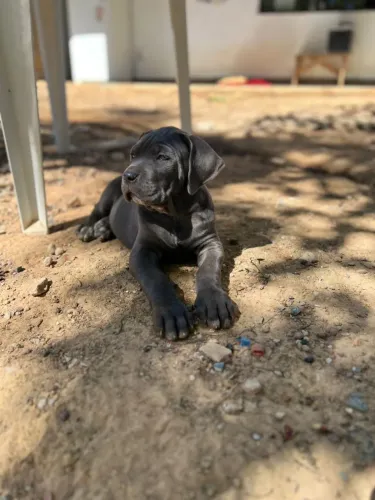 Cane corso fêmea filhote