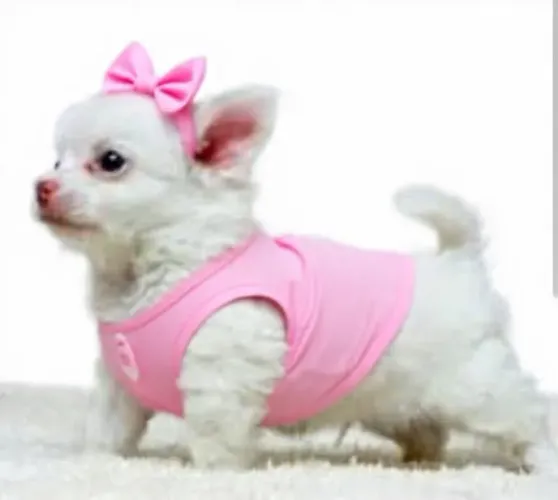 Feminha chihuahua pelo longo