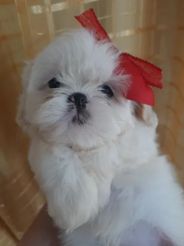 Shih Tzu Fêmeas Branca Areia 