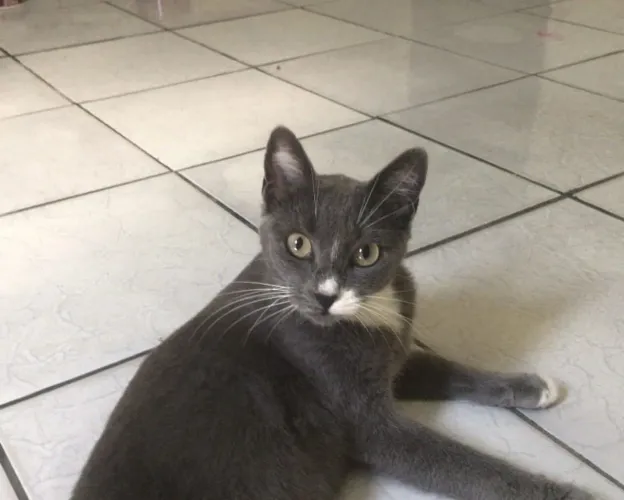 Gata para adoção