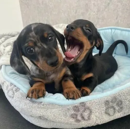 Dachshund despertando sorrisos desde o primeiro olhar