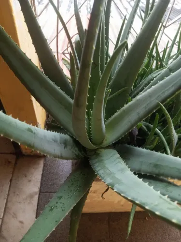 MUDAS DE BABOSA ( ALOE VERA) DA FOLHA GRANDE E SUCULENTAS