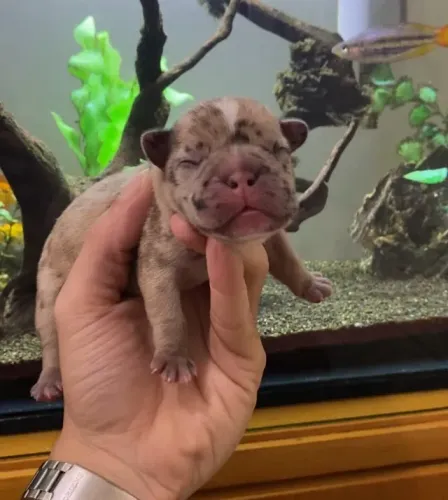 Filhote Bulldog Frances Macho Merle Disponivel