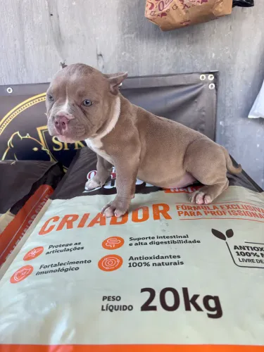 American Bully Micro Fêmea