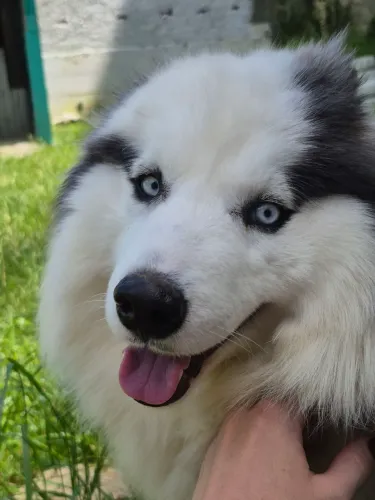 Husky 11 meses