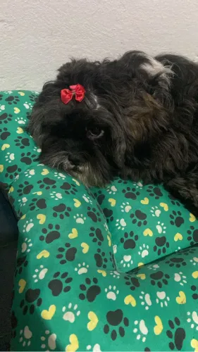 Vendo shitzu fêmea prenha
