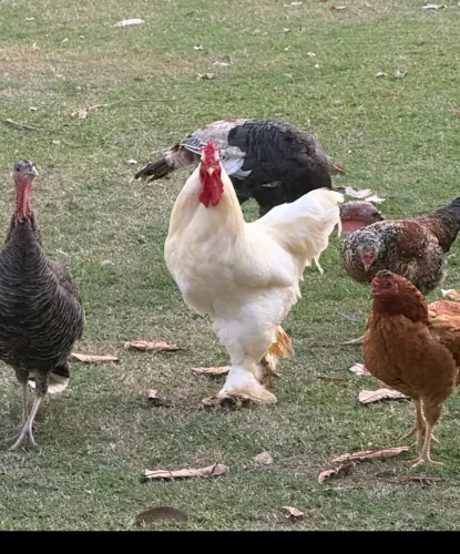 Galo e galinha de botas - Brahma