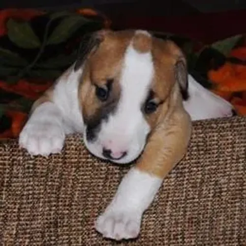 Bull Terrier,Bull Terrier Filhote Selecionado Alta Procedência