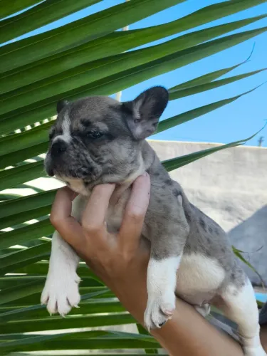 Filhote de Bulldog francês 