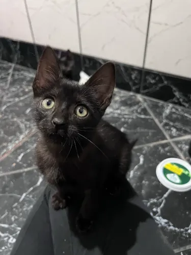 Linda gatinha para adoção 