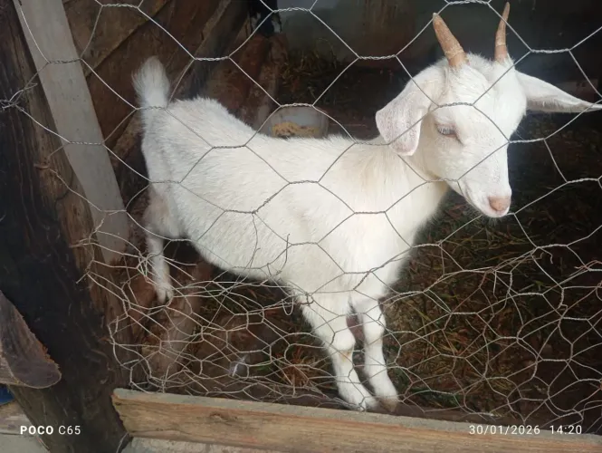 Cabrita pura sani 
