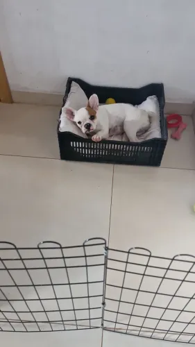 Vende-se Bulldog Francês 
