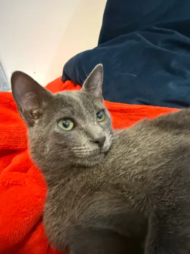 Russian Blue macho