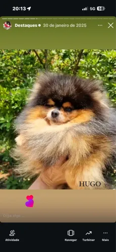 Filhote de Lulu da Pomerânea 