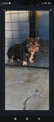 American Bully