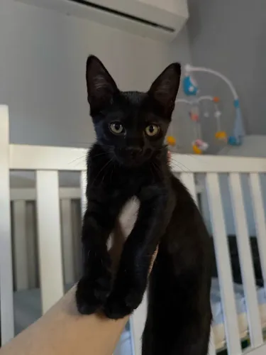 Doação Maravilhosa Gata Preta