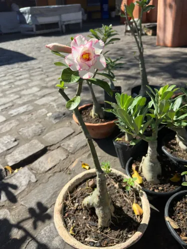 Rosa do deserto branca dobrada com as bordas rosa