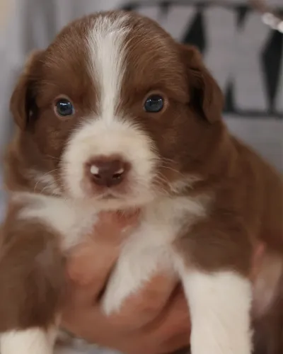 Filhote de border collie macho marrom e branco