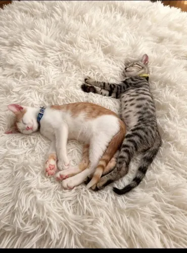 Gatinho macho para adoção