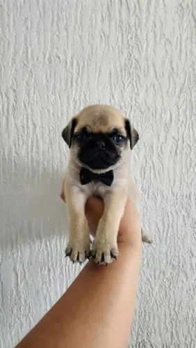 Filhote de Pug Macho