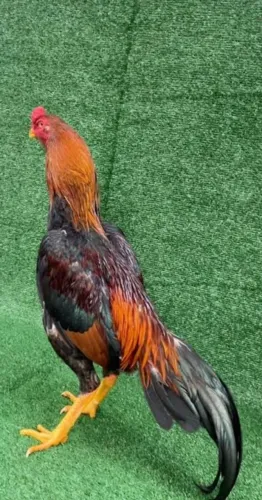 Vendo um Galo índio, muito bonito.