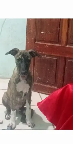 Doação de cachorro 