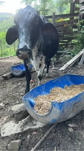 Vendo novilhas e vacas girolando 