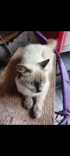 Gato Peludo misto Persa