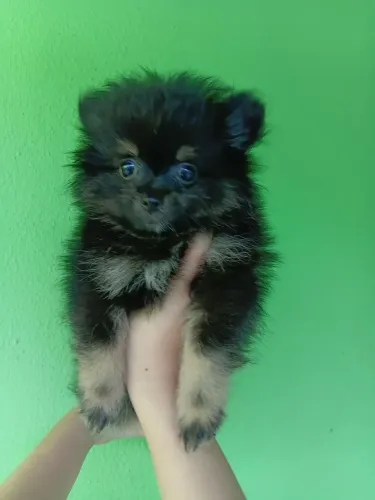 Spitz alemão macho black and tan