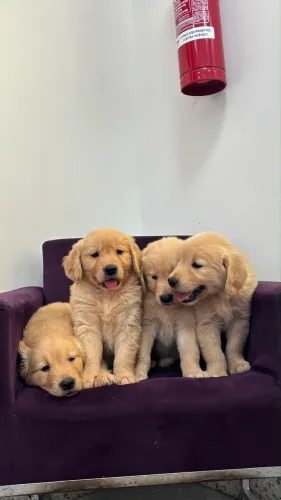 FILHOTES DE GOLDEN RETRIEVER