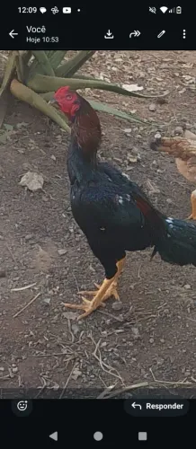 Vendo frangão índio 