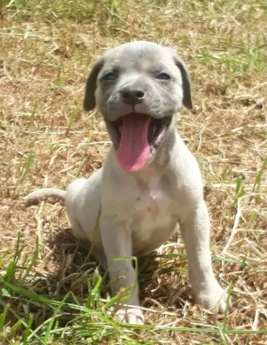 Cane Corso cinza com pedigree femea