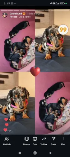 Dachshund arlequim com pedigree
