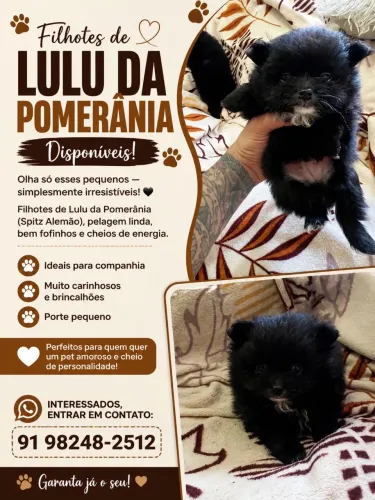 Vende-se filhotes de split alemão anão black