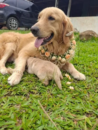 Gokdem maravilhosos e cheio de amor