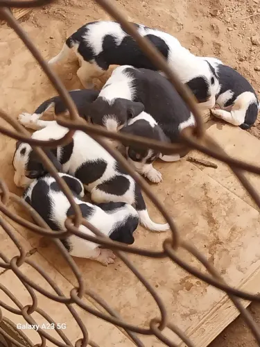Beaglo e americano urrado 