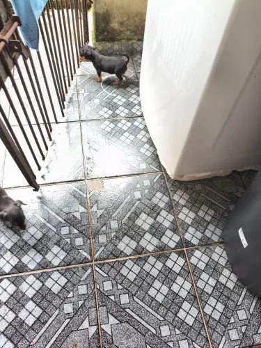 ESTOU VENDENDO PINSCHER FILHOTE