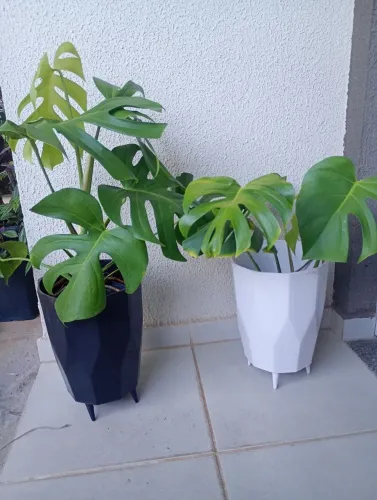 Vendo lindas plantas ornamentais