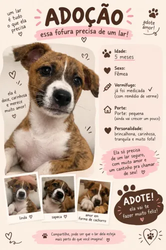 Adoção cachorra filhote 