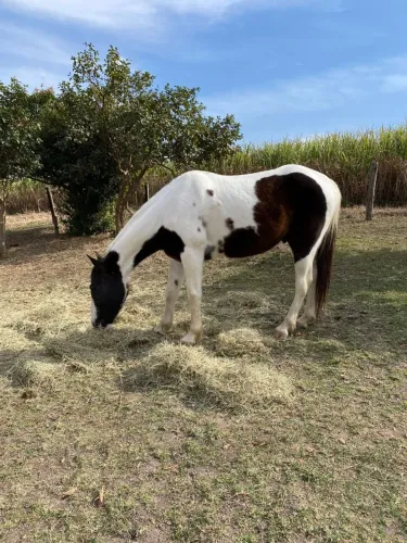 CAVALO PAINT HORSE MANSO BOM DE LIDA