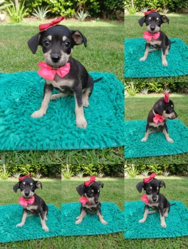 pinscher femea 350