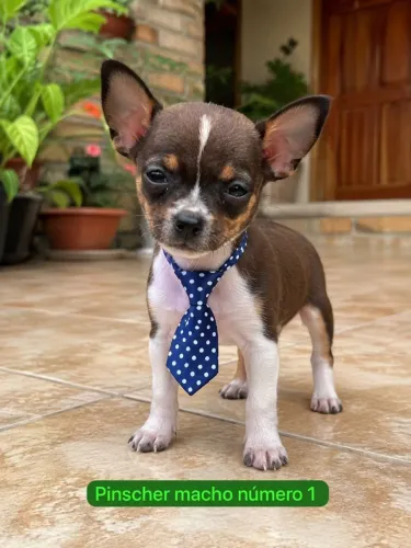 Filhotes de pinscher macho Cheios de Personalidade