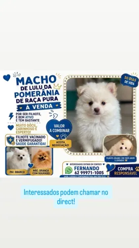 Lulu da Pomerania