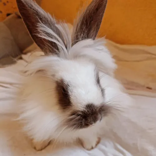 Vendo coelha raca de mini lion